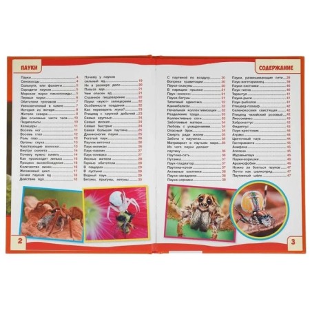 Spiders. Encyclopedia with developing tasks-2