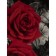 Texrepublic blanket, size 150x200 cm, black color