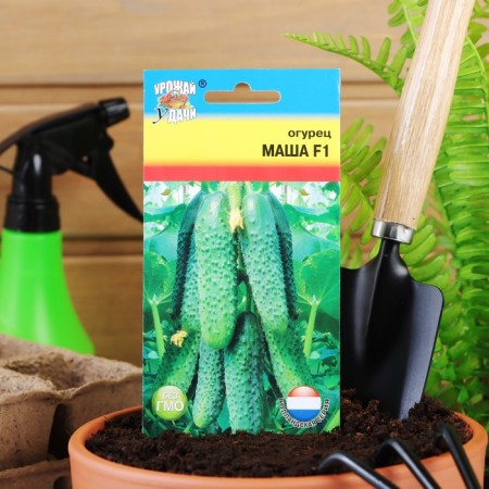 Cucumber seeds "Masha" F1, 0.2 g-2