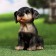 Garden figure "Rotweiler Puppy" 13x15x18cm