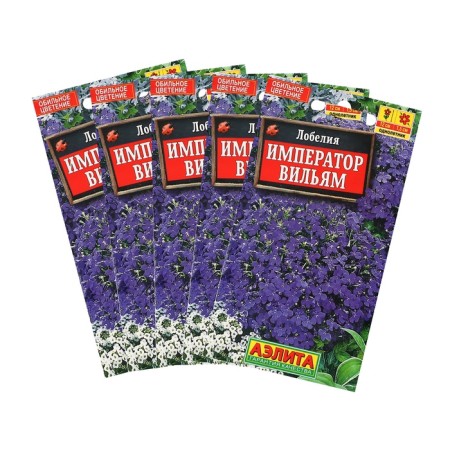 Lobelia flowers "Emperor William" Oh, set 5 pcs