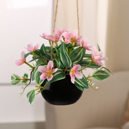 Bonsai in the pot "Maranta" (on the suspension) 9x15 cm, mix-4