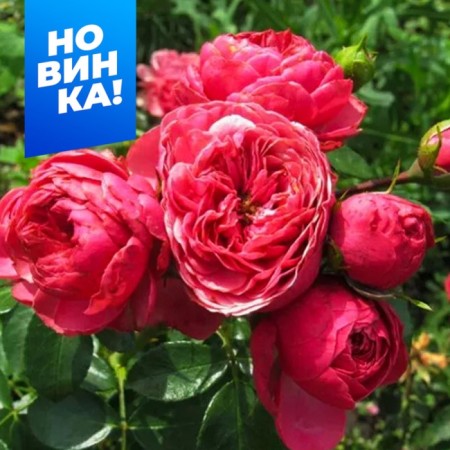Rose Spray Medzhik Rococo