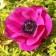 ANEMONARY CORRENT "SELFIDA", RR 6/7, 10 pcs, Spring 2024 Economy 4176385