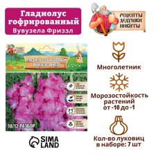 Гладиолус гофрированный "Вувузела Фриззл", р-р 8/10, 7 шт,