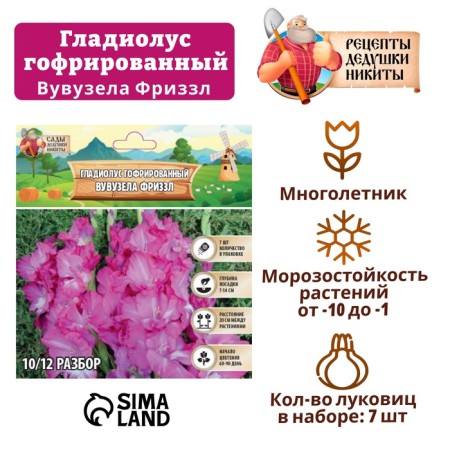 Gladiolus corrugated "vuvouzla Frizzl", rr 8/10, 7 pcs,