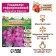 Gladiolus corrugated "vuvouzla Frizzl", rr 8/10, 7 pcs,