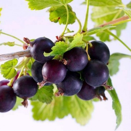 Joshta (gooseberry x currants, yostaberry) "Moro" 1 pc, tube, spring 2024-2