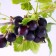 Joshta (gooseberry x currants, yostaberry) "Moro" 1 pc, tube, spring 2024