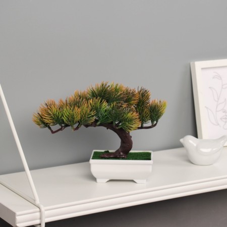 Bonsai in the pot "Pine Galant" 12x16 cm mix-2