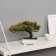 Bonsai in the pot "Pine Galant" 12x16 cm mix