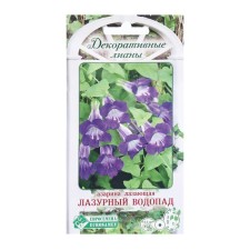 Seeds of flowers of azarin climbing azure waterfall, 5 pcs
