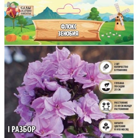Flox "Zenobia" rr I, 2 pcs,-1
