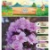 Flox "Zenobia" rr I, 2 pcs,