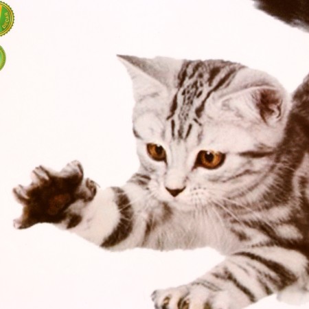 Stick 3D interior cat 29*21cm-1