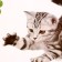 Stick 3D interior cat 29*21cm