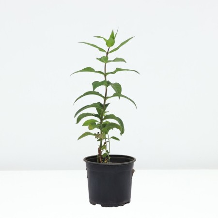 Flox blunt Tatyana, pot C2, 1 pc, summer 2024-1