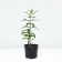 Flox blunt Tatyana, pot C2, 1 pc, summer 2024