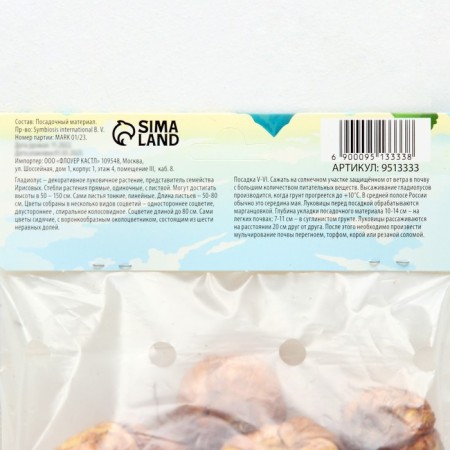 Gladiolus large-flowered "Mr. Sandman", rr 8/10, 7 pcs,-2