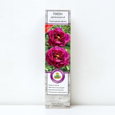 Pion tree peony (vaccinated on grassy) 