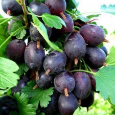 Gooseberries Chernomore, c2 pot, n20-40 height, 1 pc, summer 2024