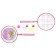 A set for badminton onlytop "cutie": 2 rackets 44 cm, 2 oolna, ball, cover, pink color