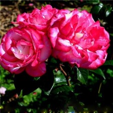 Rose Plet Handel, C3.5 Pot, H25-45 Height, 1 pc, Summer 2024