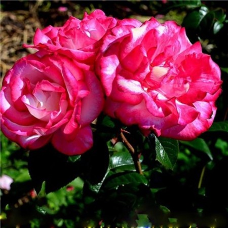 Rose Plet Handel, C3.5 Pot, H25-45 Height, 1 pc, Summer 2024