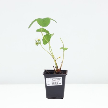 Strawberry Gardener Anablanka, P9 Pot, 1 pc, summer 2024-2