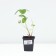 Strawberry Gardener Anablanka, P9 Pot, 1 pc, summer 2024