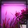 Lamp for plants LED linear, 900 mm Uniel, 14 W, LED, IP65, Color transparent
