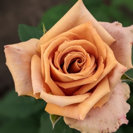 Seedling rose tea-hybrid tuffy, 1 pc, spring 2024