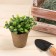 Peat pot, 100 ml, 6 × 6 cm, Greengo