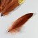 A set of goose feathers 15-20 cm, 10 pcs, brown with golden crumb