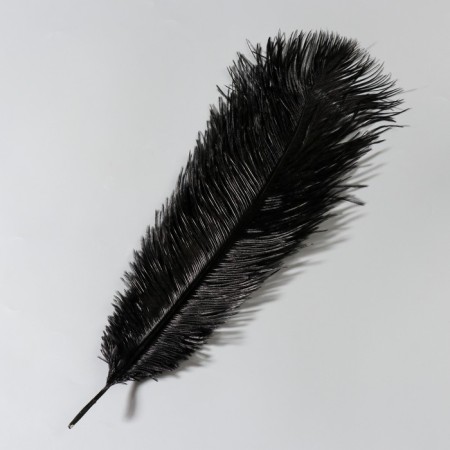 Feather of ostrich 35-40 cm, black-1