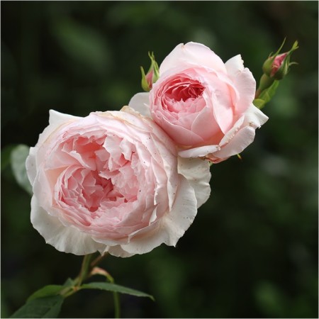 Seedling rose Ze Vedzhwood Rose, English, pot 2 l., Summer 2024