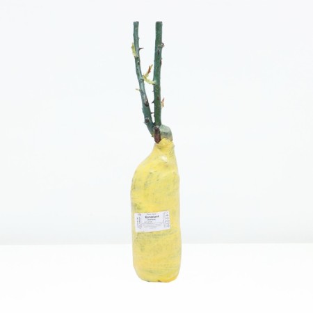 Seedling rose spray "Catalina", tube, 1 pc, spring 2025-2