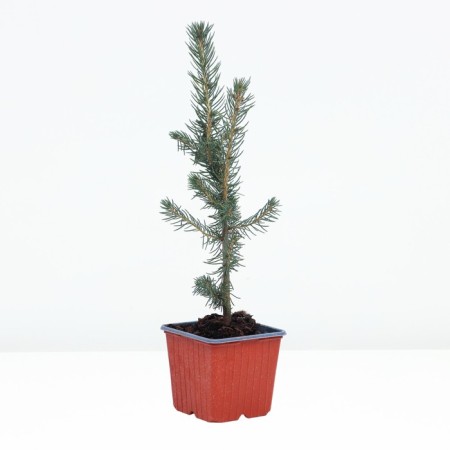 Serbian spruce, p9, 1 pc, h 3-20 cm, spring 2024