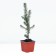 Serbian spruce, p9, 1 pc, h 3-20 cm, spring 2024