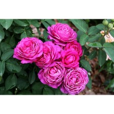 Seedling rose miniature 