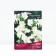 Freesia hybrid terry White, rr 5/6, 10 pcs, spring 2024
