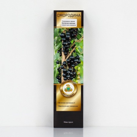Currant Black Prospective varieties "Oryol Serenade", 1 pc, tube, spring 2025