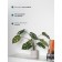Decorative plant in a ceramic pot of Monster, 12 × 12 × 70 cm