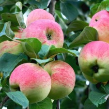 Seedling apple tree with a sketch Aksena, summer variety, pot 9*9*14, summer 2024