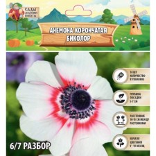 ANEMONA CORRENTE 