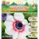 ANEMONA CORRENTE "Bikolor", 4/5, 10 pcs, spring 2024