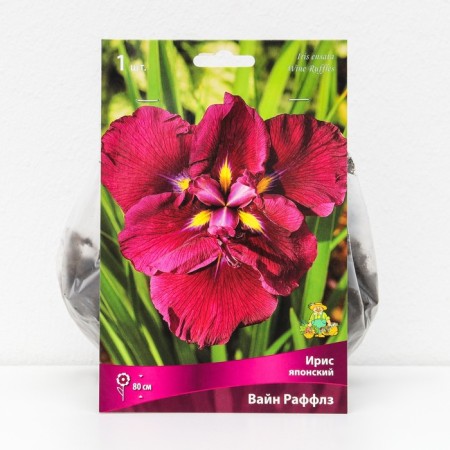 Iris Japanese "Vine Raffles", 1 pc, rr I, spring 2025