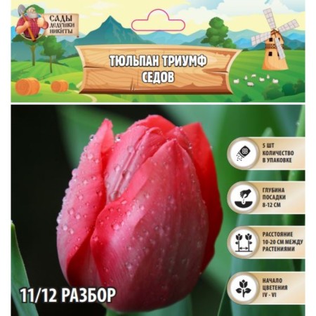Tulip Triumph Sedov, district 11/12, 5 pcs, autumn 2024