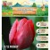 Tulip Triumph Sedov, district 11/12, 5 pcs, autumn 2024