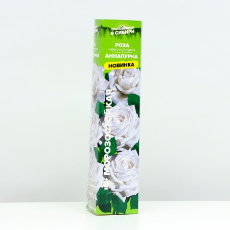 Seedling rose tea-hybrid Annapurna, 1 pc, spring 2024-1